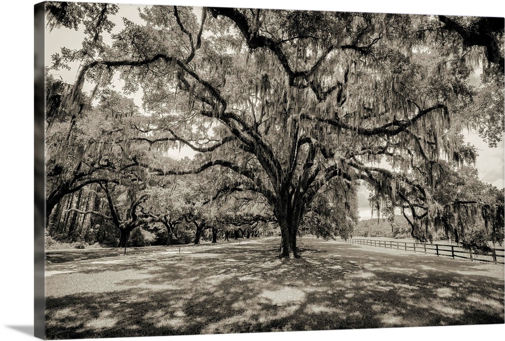 Oak tree lined road at Boone Hall Plantation, Charleston, South Carolina.