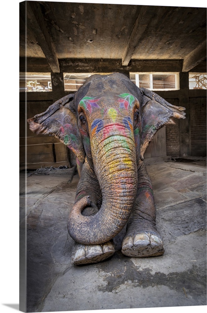 Painted Elephant in Agra, India laying down