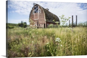 Red barn and flowers in the Palouse, Washington image thumbnail