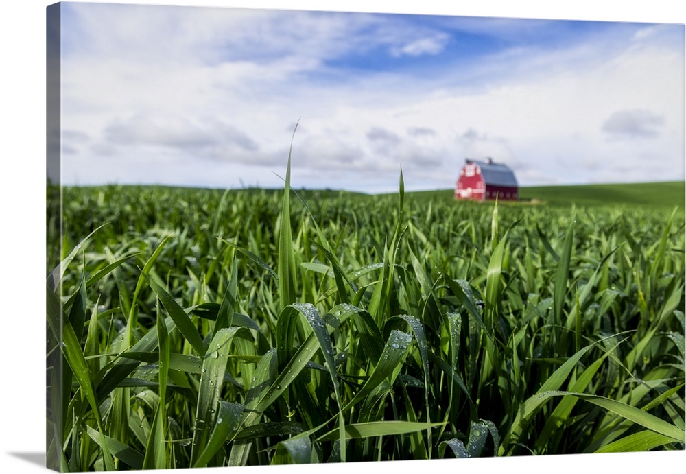 Red barn and wheatfields in the Palouse
