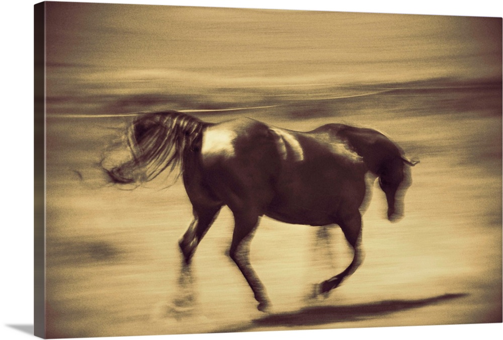 Running horse on a farm in the Palouse, Washington.