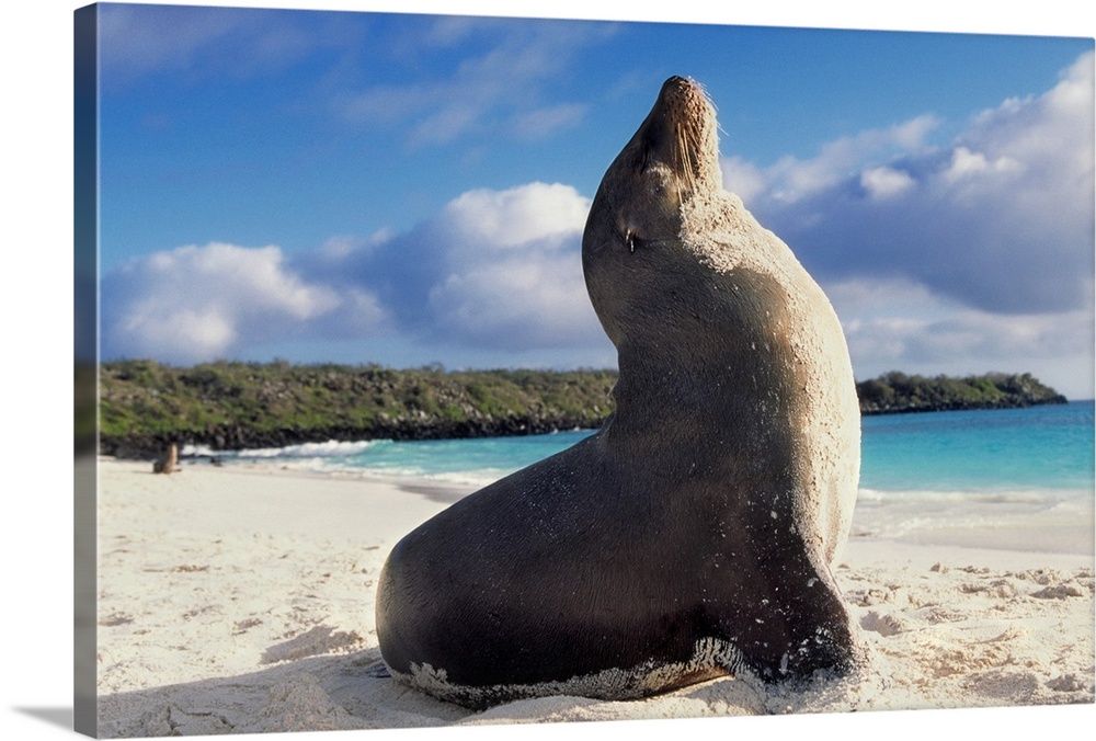 Seal on the Galapagos Beach