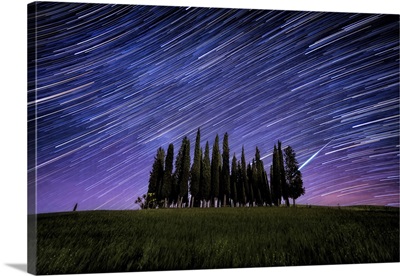 Star trails over Italian Cypress in Val D'Orcia, Tuscany
