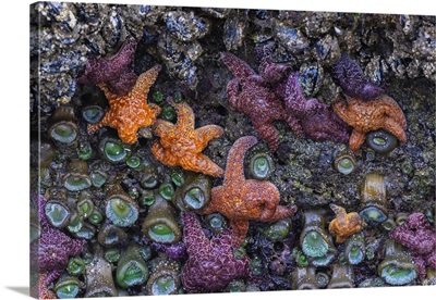 Starfish In Bandon On The Oregon Coast