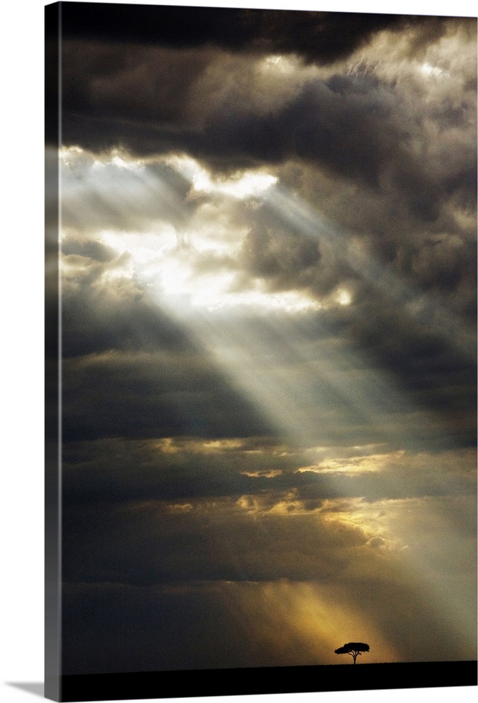 Vertical panoramic photograph of tree silhouette under a dark cloudy sky with sunrays breaking through.