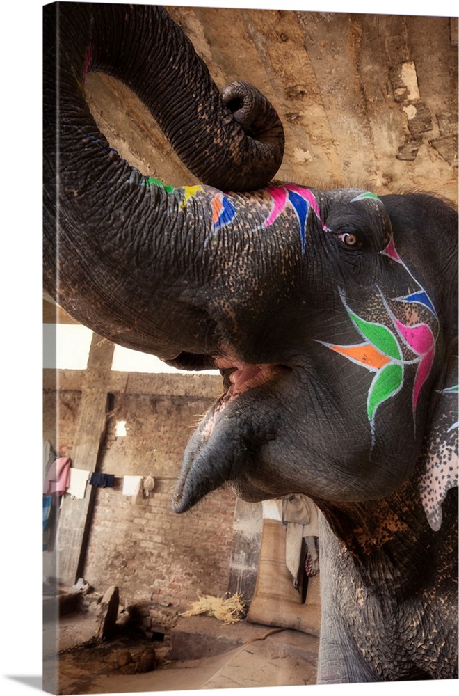 The mouth open, trunk up, painted elephants in Jaipur, India.