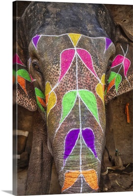The Painted Elephants Of Jaipur, India