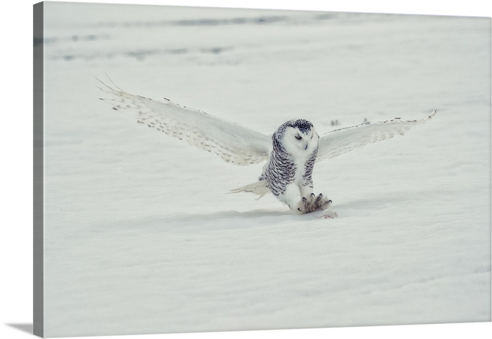 The Snowy Owls of Canada