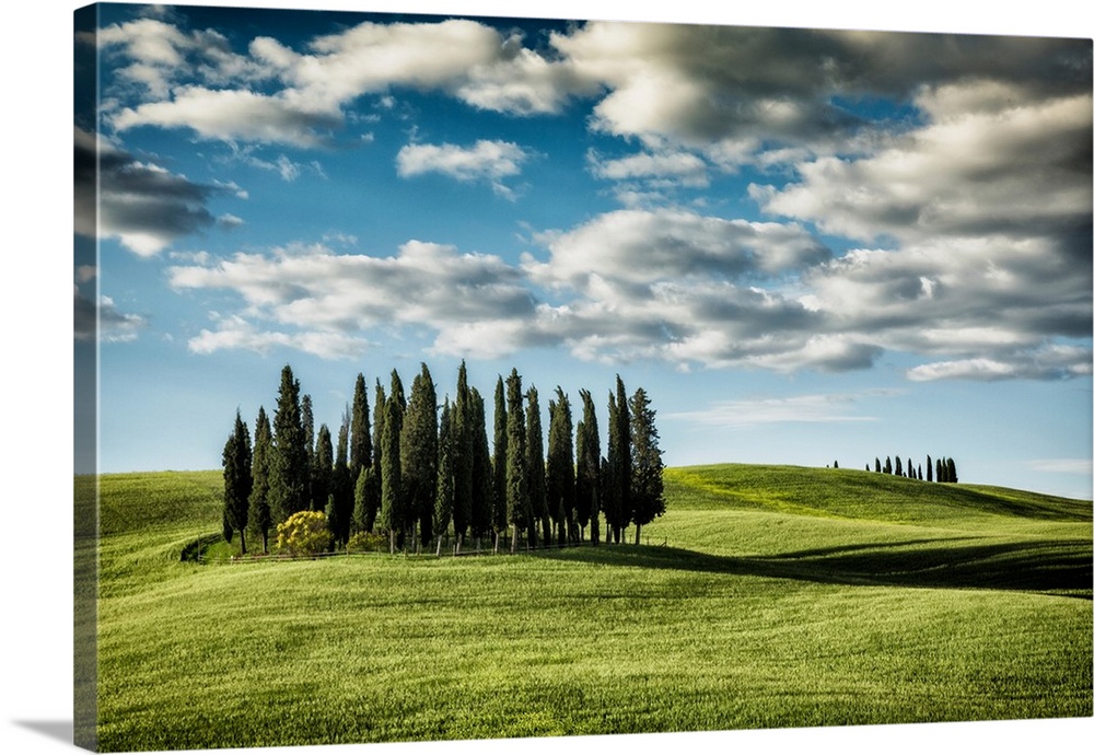 The trees of Val D'Orcia in Tuscany.