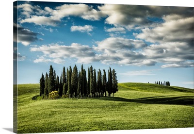 The trees of Val D'Orcia in Tuscany