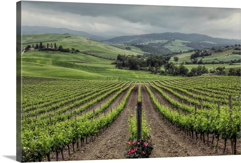 The Vineyards of Tuscany, Italy.