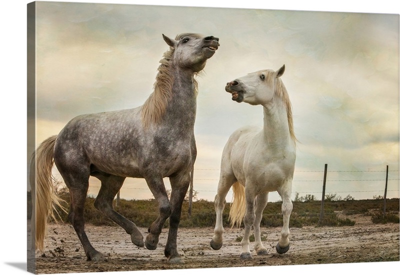 The white horses of the Camargue Wall Art, Canvas Prints, Framed Prints ...