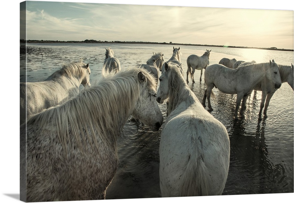 The White Horses of the Camargue by the water in the South of France.