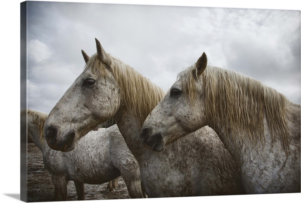 The white horses of the Camargue in the south of France