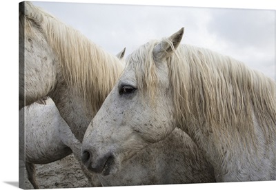 The white horses of the Camargue in the South of France