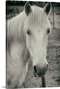 The white horses of the Camargue in the South of France image thumbnail