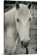 image thumbnail of The white horses of the Camargue in the south of France