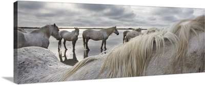 The White Horses of the Camargue in the water