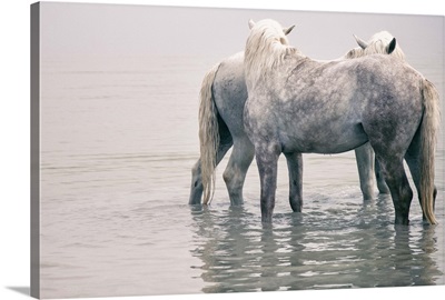 The White Horses of the Camargue in the water in the South of France