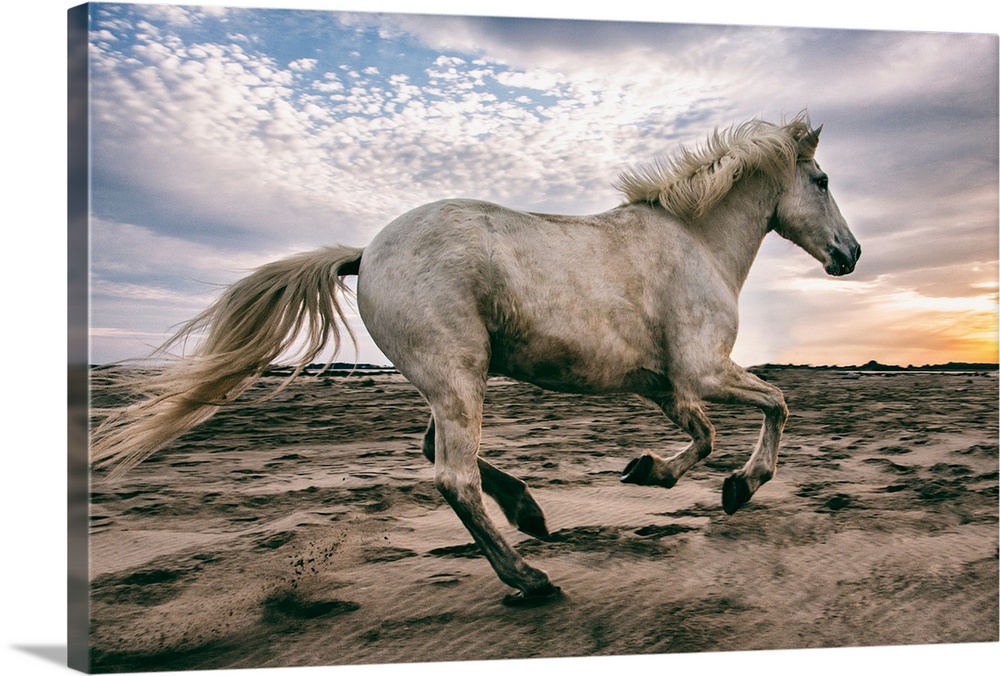 Photo Poster Print Art * All Sizes Animal Poster 3447 CAMARGUE WHITE HORSE