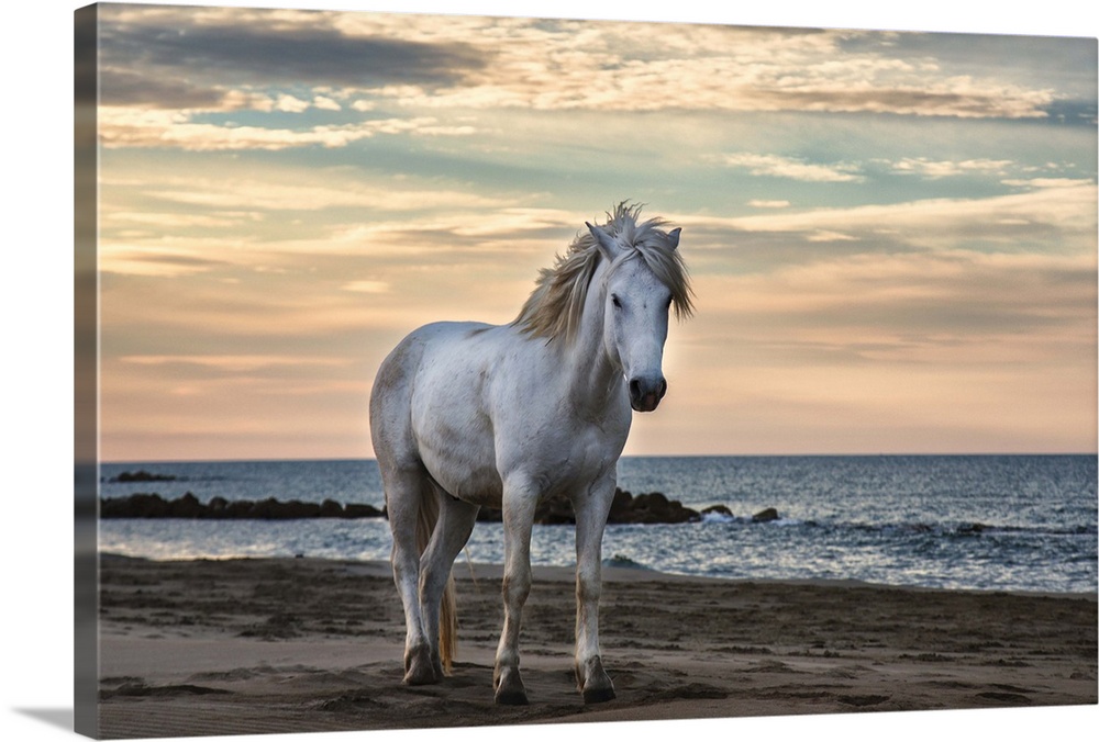 The white horses of the Camargue on the beach in the south of France