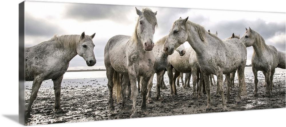 The White Horses of the Camargue on the shoreline in the South of France