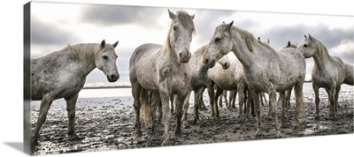 The White Horses of the Camargue on the shoreline
