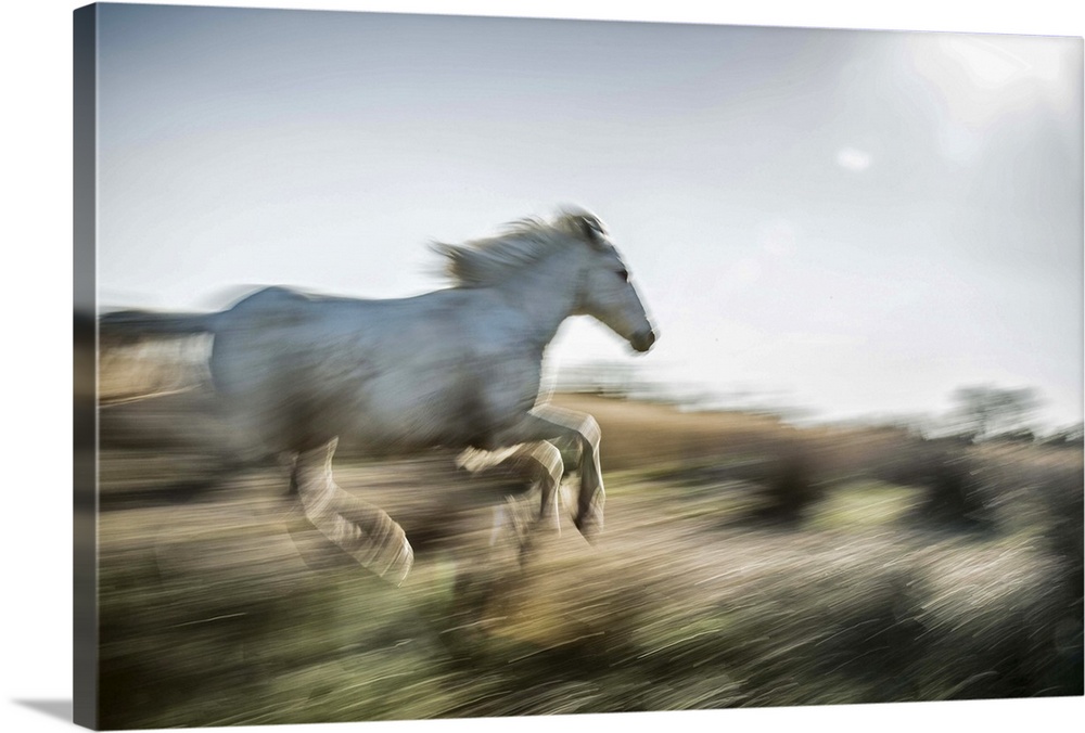 The white horses of the Camargue running in the south of France