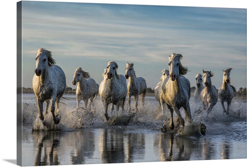 The White Horses of the Camargue running in the water, Southern France.