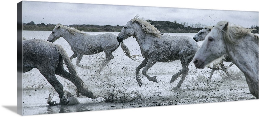 The White Horses of the Camargue running in the water in the South of France.