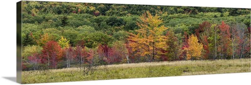 The Wild Gardens of Acadia national Park in Maine Wall Art, Canvas ...