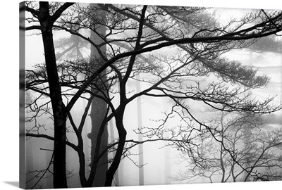 Trees and Fog in the Yellow Mountains, Huangshan, China