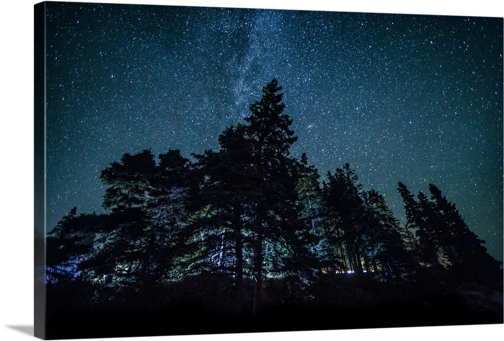 Trees and the night sky in Bar Harbor, Maine