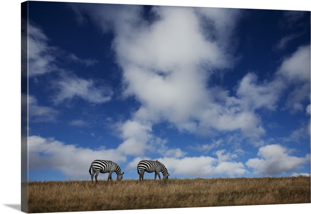 Two Zebras grazing