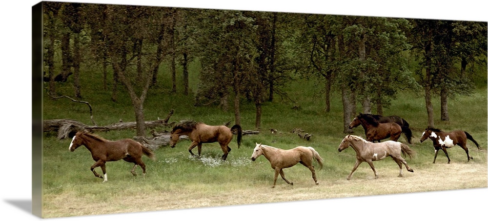 Panoramic photograph displays seven horses galloping on a dusty trail.  Behind the animals there is the beginning of a for...