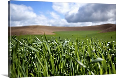 Wheat fields in the Palouse, Washington
