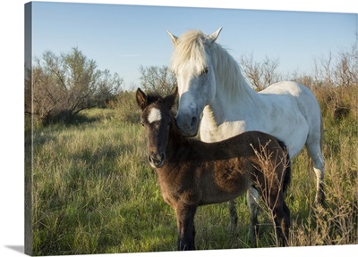 White Camargue horse and baby foal in the South of France