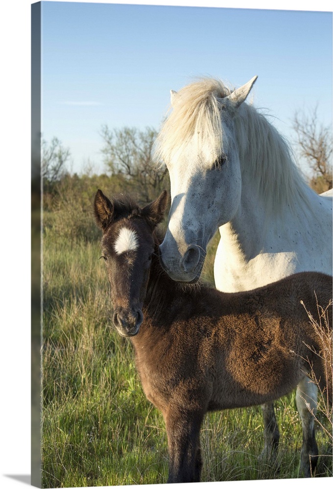 White Camargue horse and baby foal in the south of France