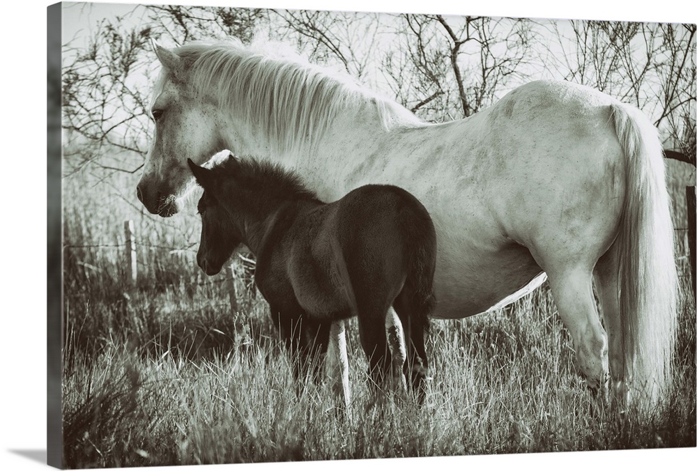 White Camargue horse and baby foal in the south of France