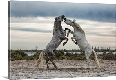 White Camargue horse stallions fighting by the water