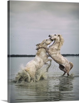 White Camargue horse stallions fighting in the water in the South of France