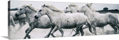 White Camargue horses running on the beach in France
