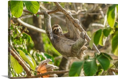 A Belizean Sloth has casual lunch in the rain forest