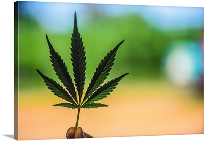 A Cannabis Leaf Held Up On The Farm Where It Grows, Washington, USA