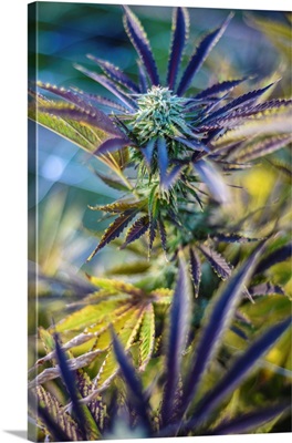 A Cannabis Plant Showing Its Colors, Washington, USA