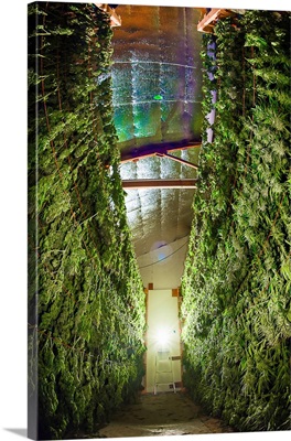 A Large Harvest Of Cannabis Dries On The Rack image thumbnail