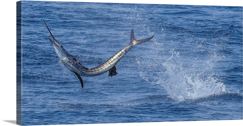 A Sailfish Catches Air In Costa Rica