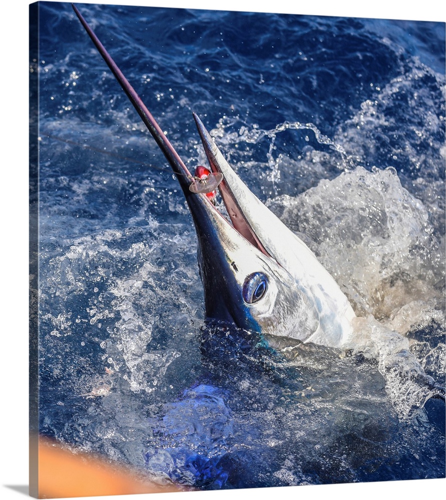 A striped marlin bites a large lure in Mexican waters.