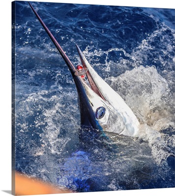A Striped Marlin Bites A Large Lure In Mexican Waters