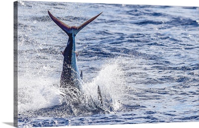A Striped Marlin Gets Airborne In Mexican Waters